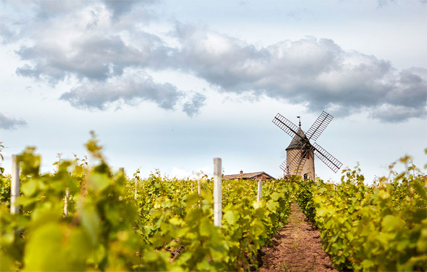 Domaine Labet - La Bardette - Terroirizer Wine